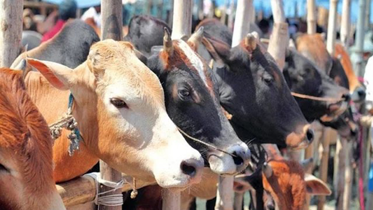 ইনজেকশন দিয়ে ফোলানো গরু চেনার ৩ উপায়