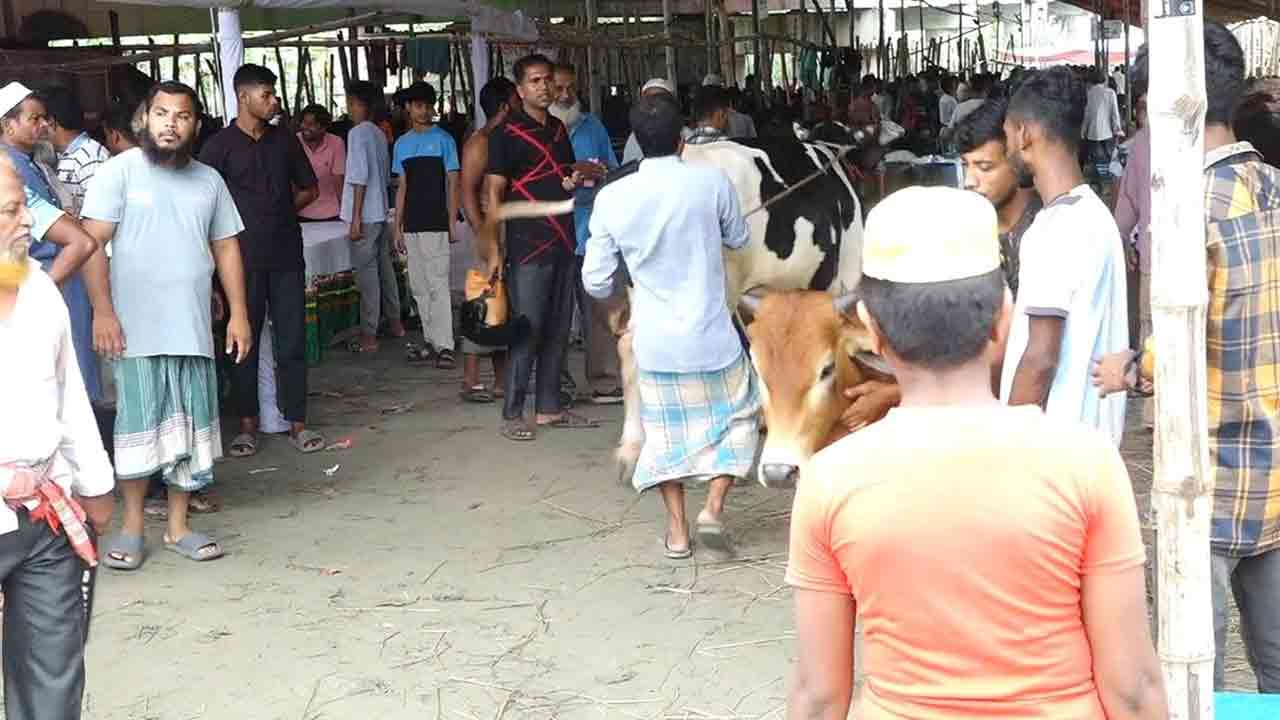 শেষ সময়ে জমে উঠেছে বরিশালের কোরবানির পশুর হাট