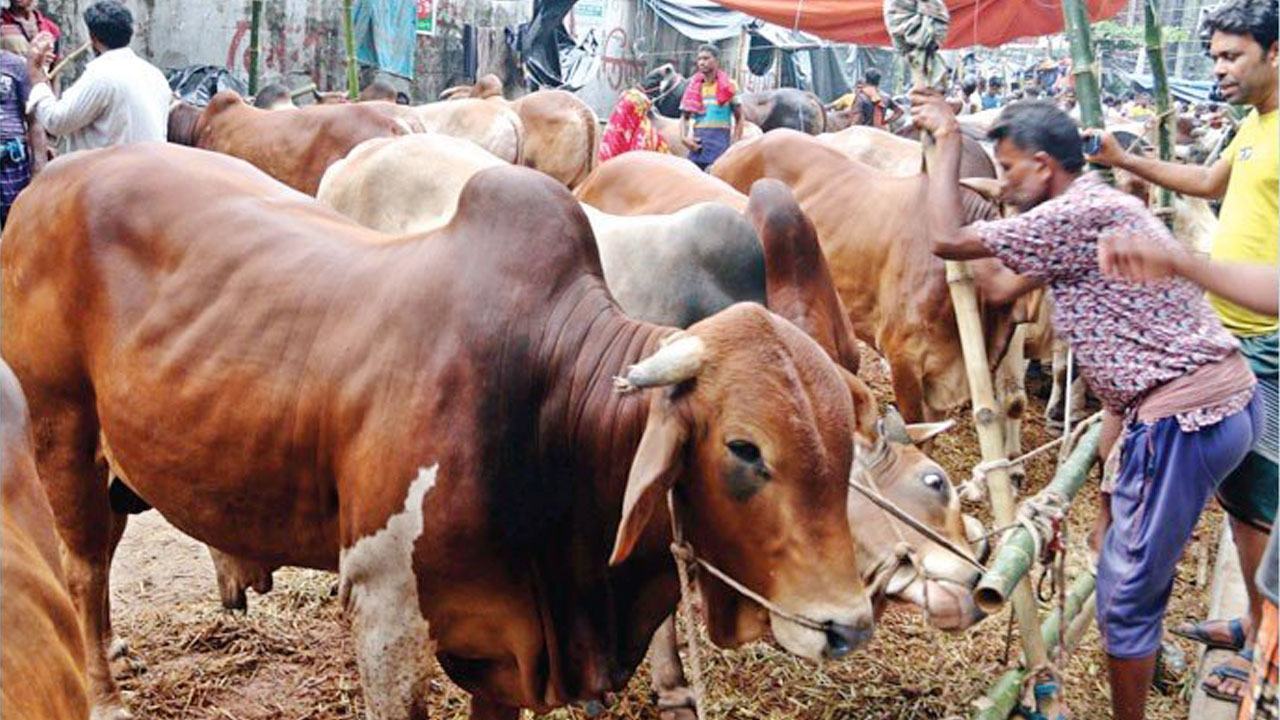 বৃষ্টির বাগড়ায় বিপাকে ক্রেতা-বিক্রেতারা, কমলো পশুর দাম