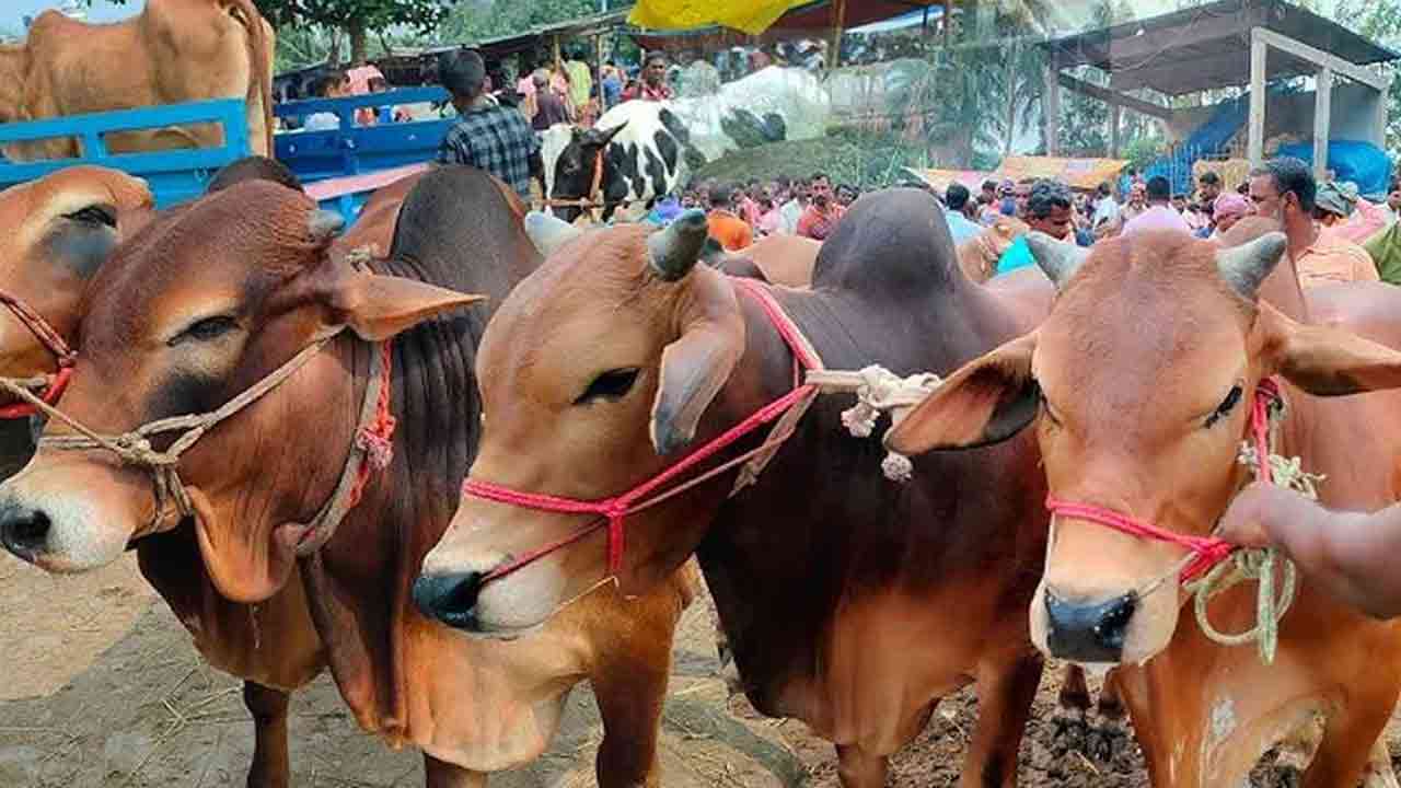 ফাইল ছবি