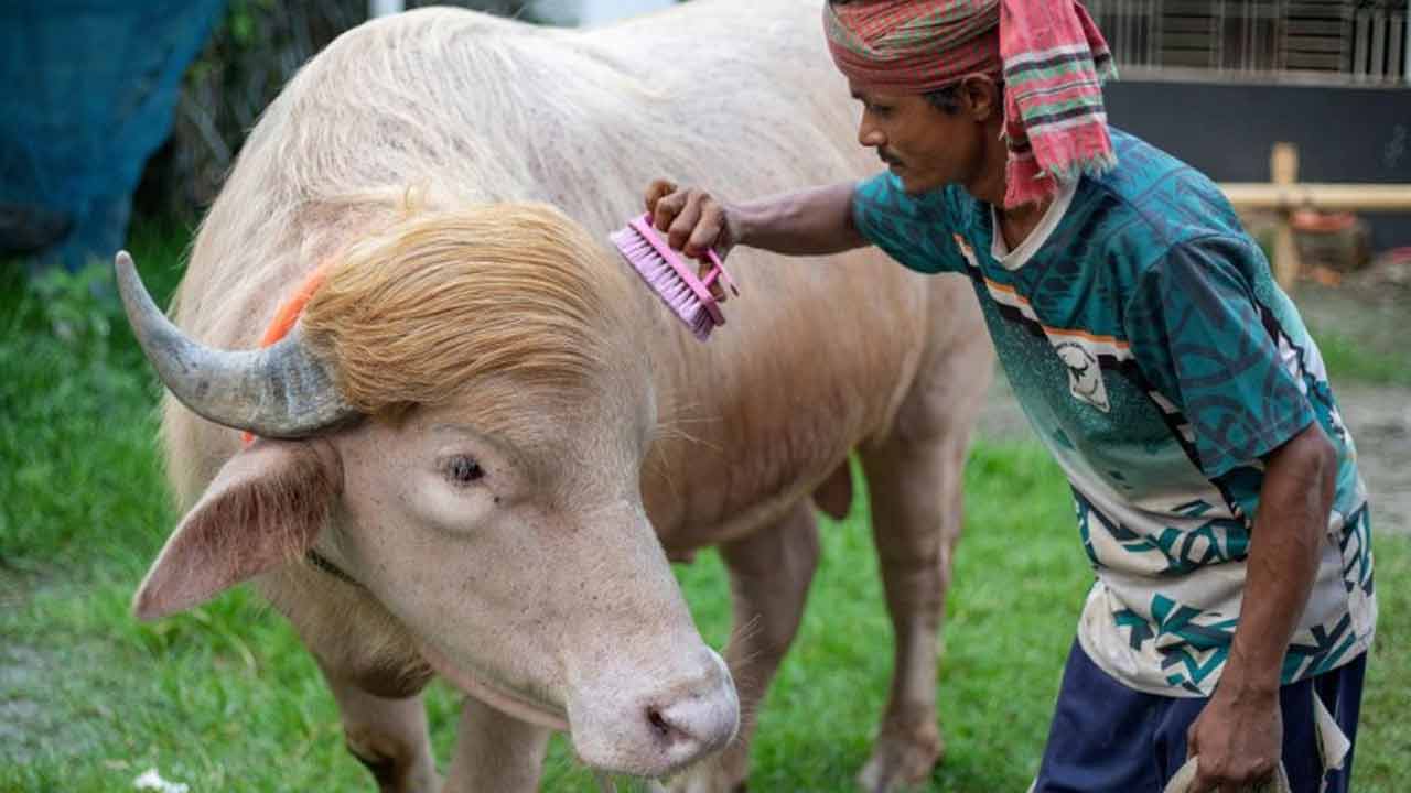 সংগৃহীত ছবি