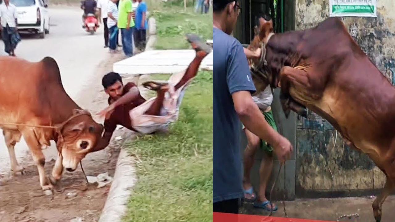 রাজধানীতে কোরবানি দিতে গিয়ে আহত ৮০