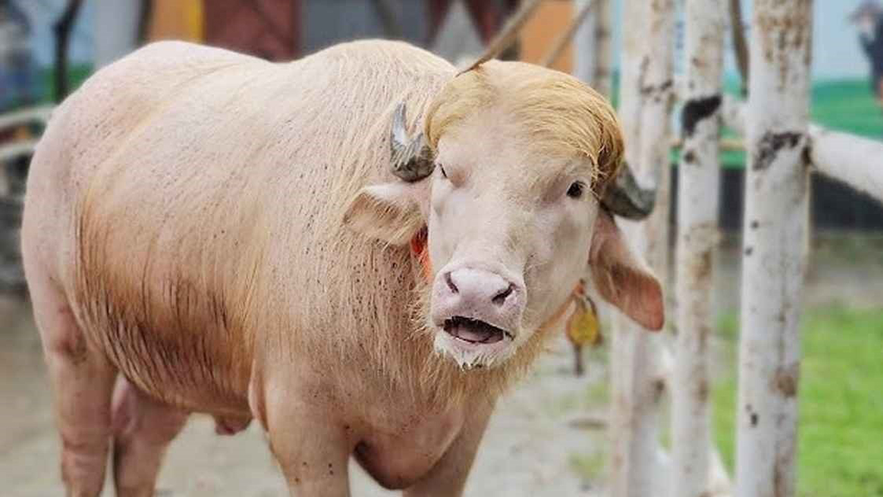 তীব্র গরমে হাঁসফাঁস &zwnj;&lsquo;ডোনাল্ড ট্রাম্প&rsquo;, আনা হচ্ছে ফ্যান