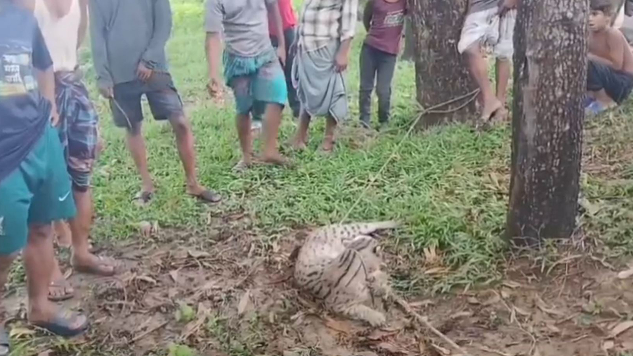 ছবি: দেশ টিভি