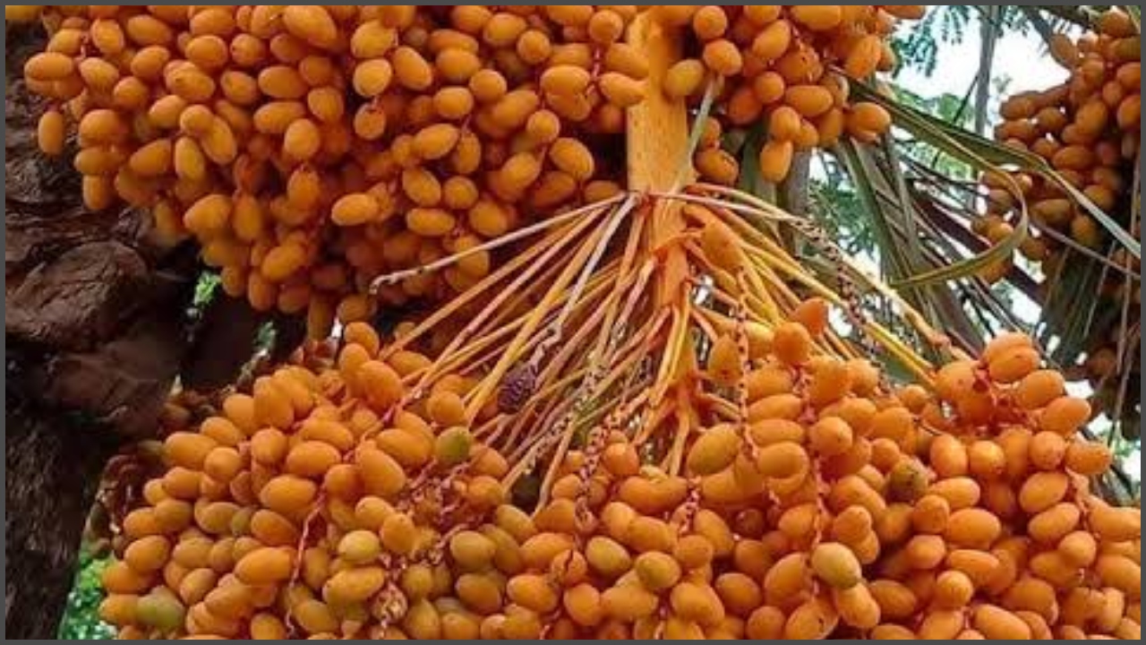 ছবি: দেশ টিভি