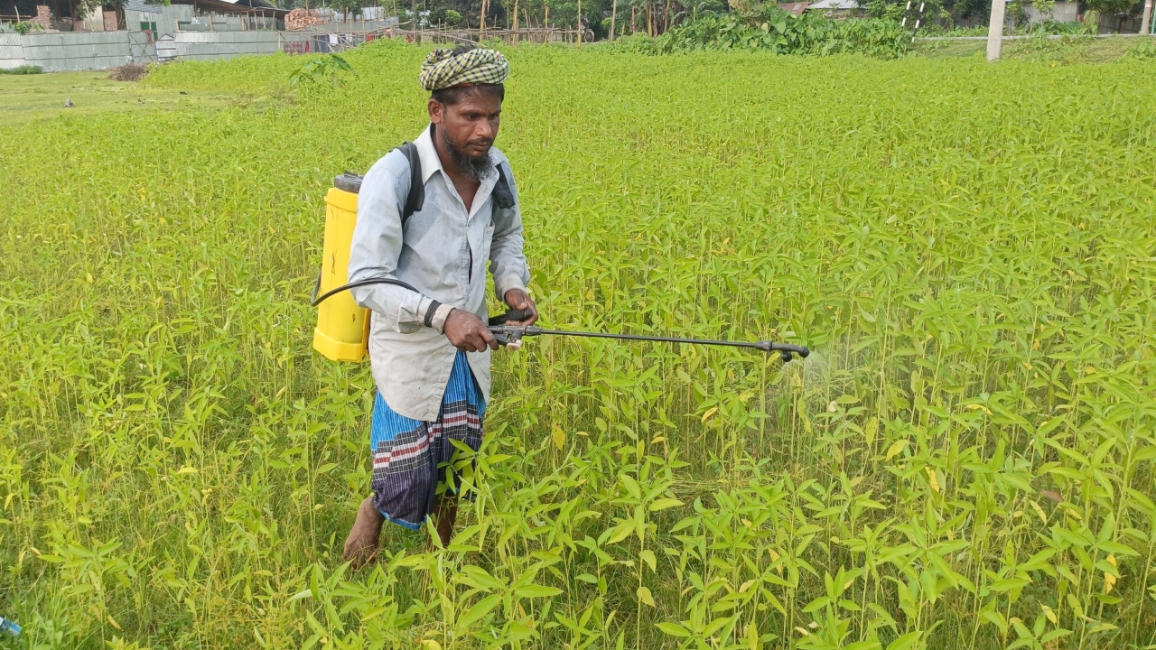 টানা বৃষ্টিতে ক্ষতিগ্রস্ত কুড়িগ্রামের পাটক্ষেত