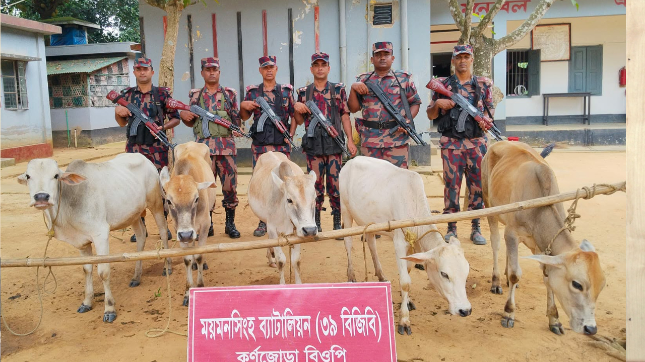 শেরপুর সীমান্তে ভারতীয় গরু জব্দ
