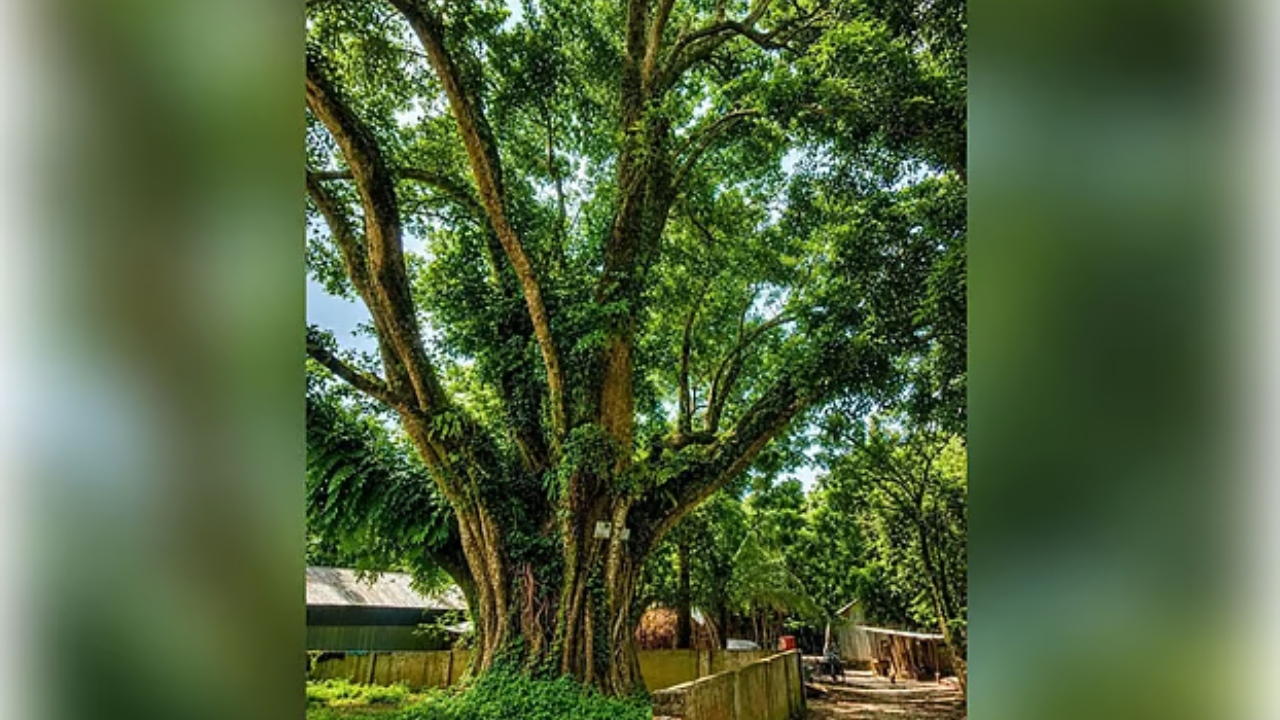 ছবি: দেশ টিভি