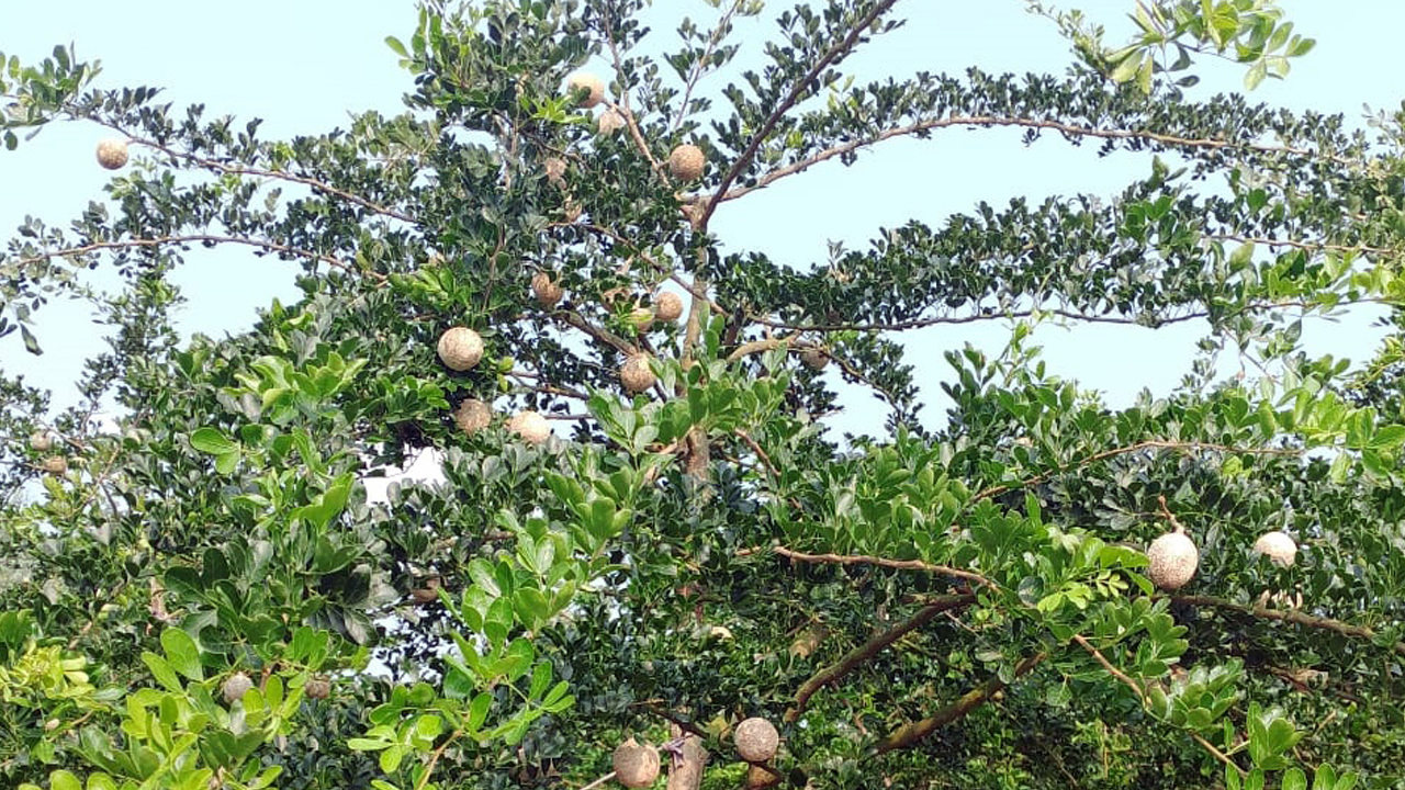 নওগাঁয় বাণিজ্যিকভাবে কদবেল চাষে নীরব বিপ্লব