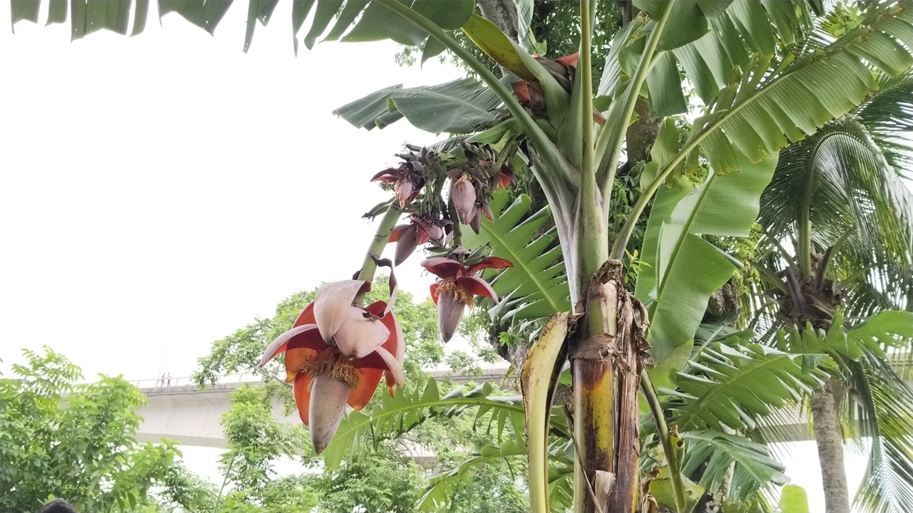 ছবি দেশ টিভি