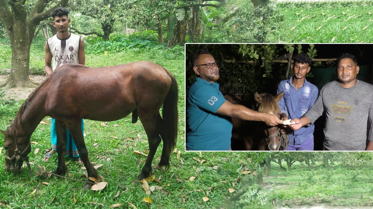 অন্ধ ঘোড়ার দেখভাল করা কলেজছাত্র সোহানের পাশে প্রধানমন্ত্রী তারেক রহমান