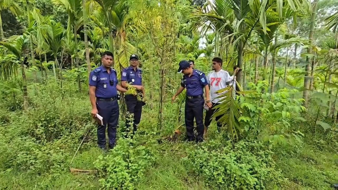 কুড়িগ্রামে সুপারির বাগানে গাঁজা চাষ, পুলিশের অভিযান