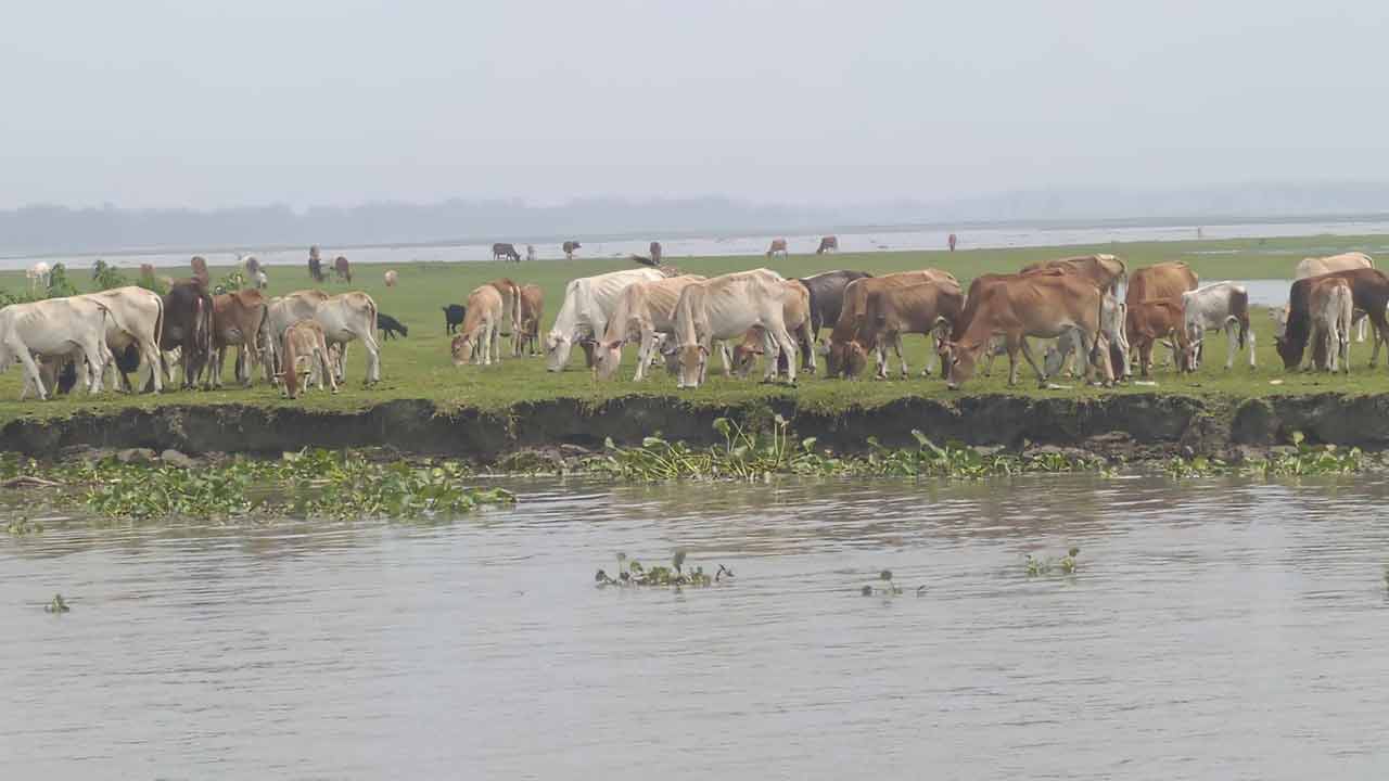 ছবি দেশ টিভি