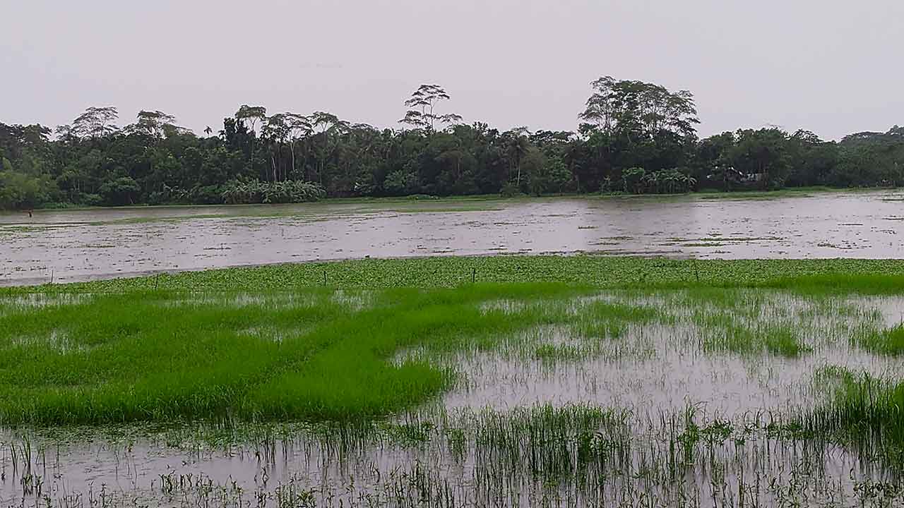 টানা বৃষ্টিতে ঝালকাঠিতে আমনের বীজতলা প্লাবিত