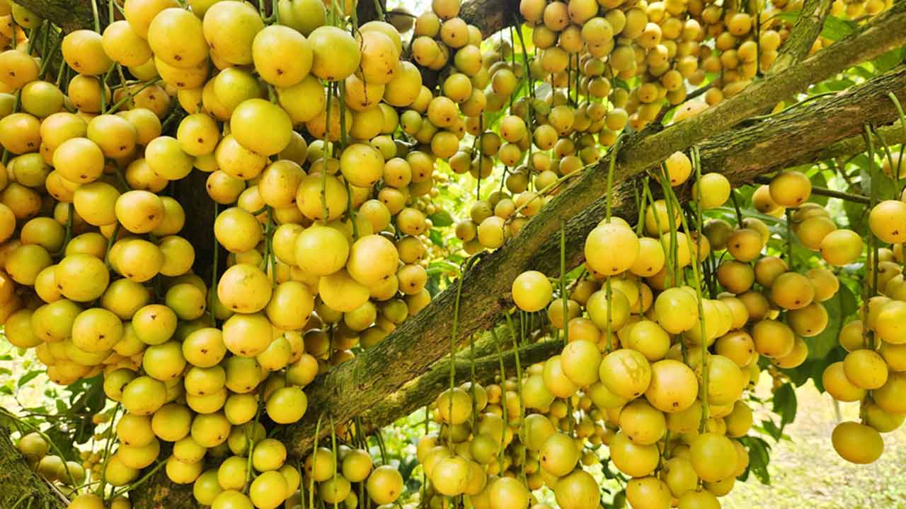 ছবি: দেশ টিভি