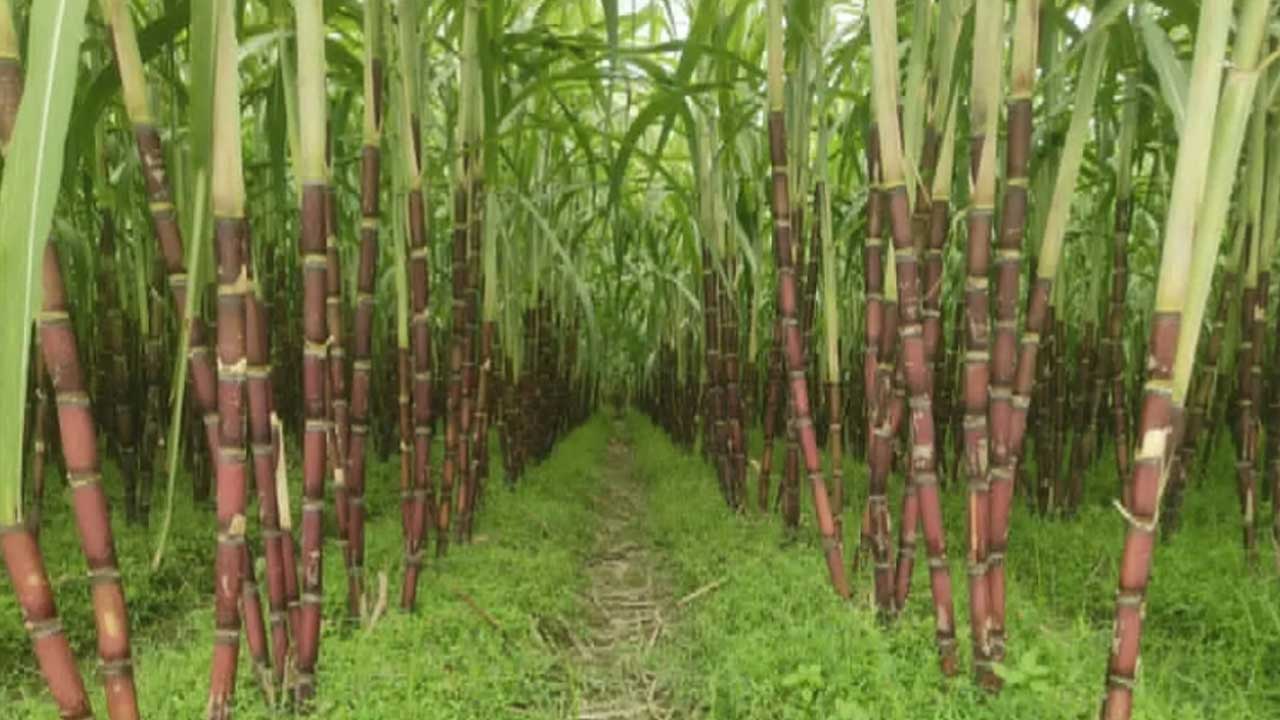 ছবি: দেশ টিভি