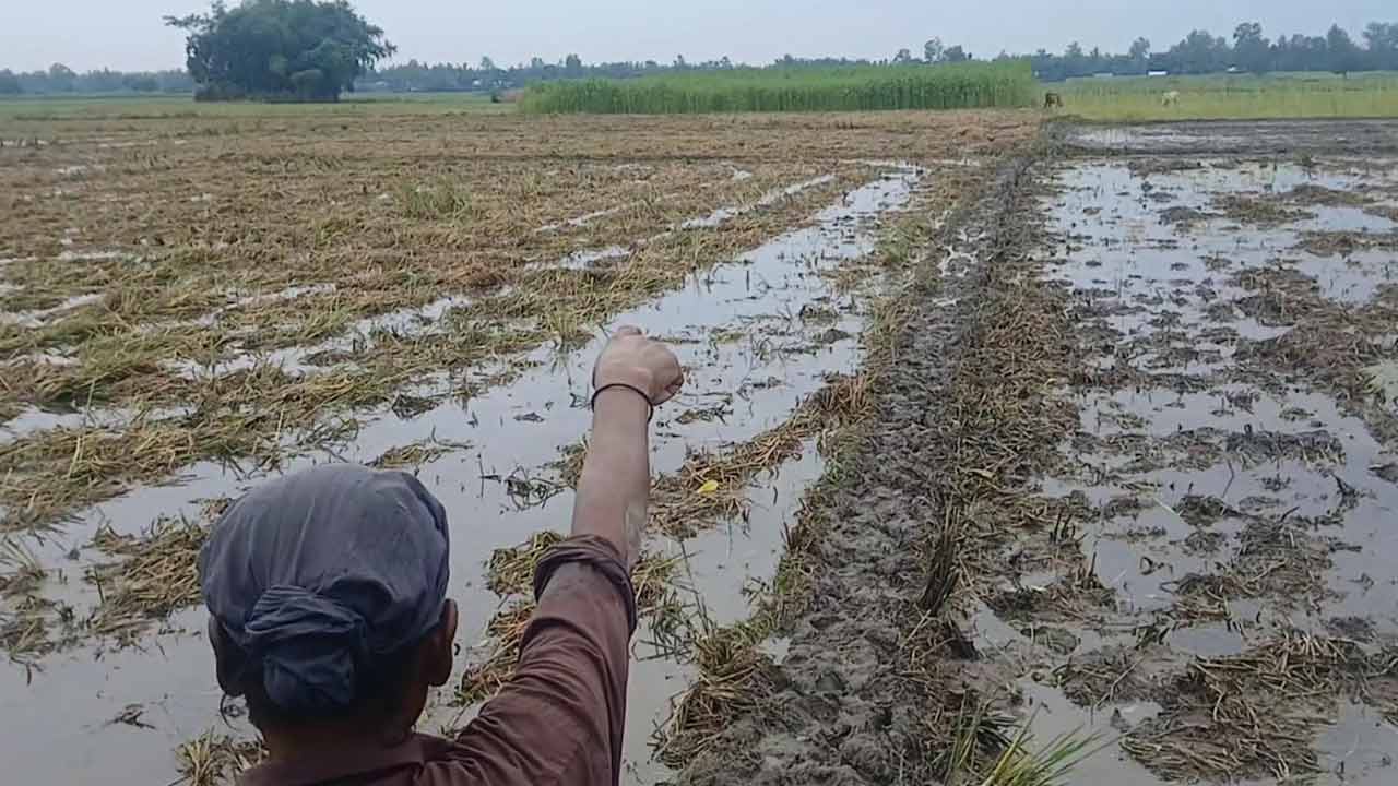 পাট কাটতে গিয়ে বজ্রপাতে বাবা-ছেলের মৃত্যু