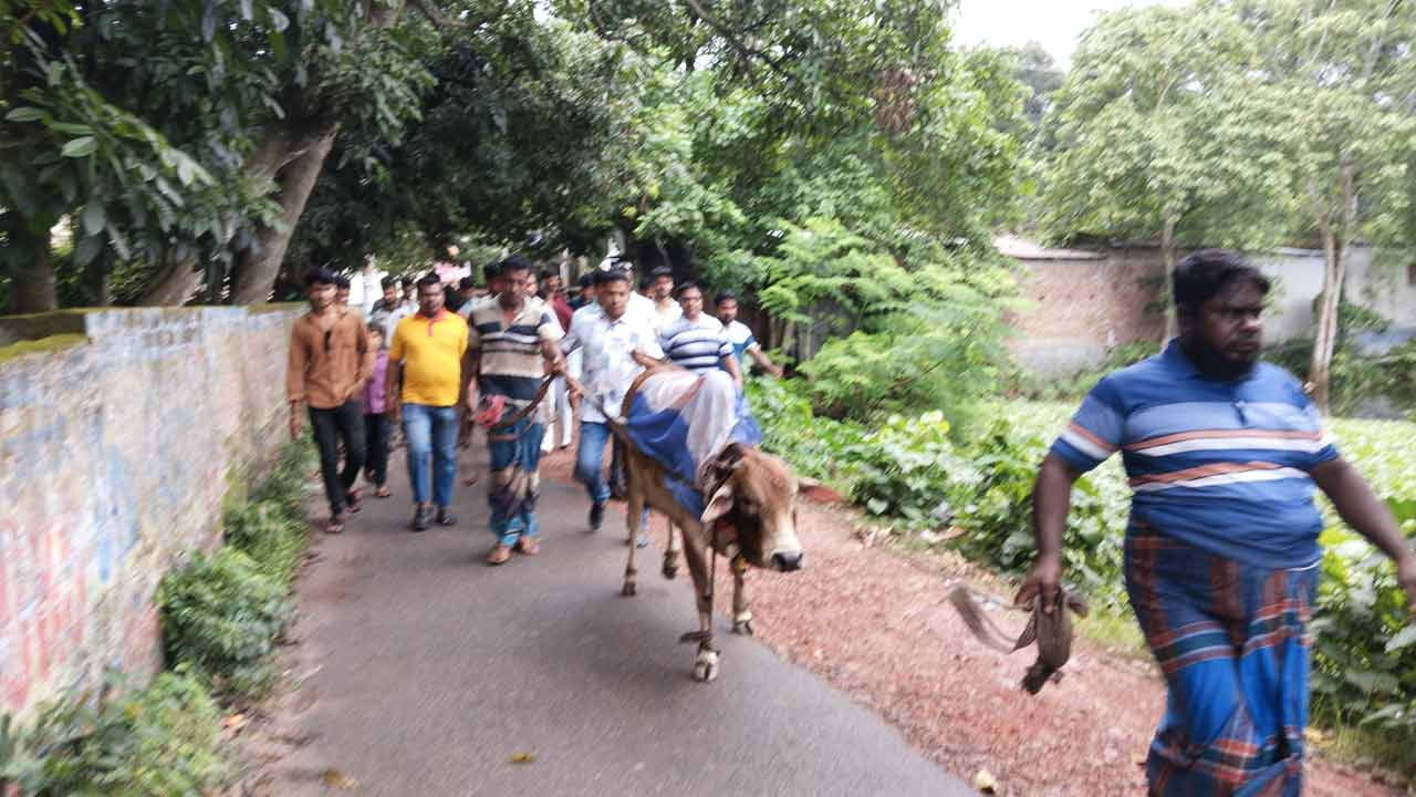 আর্জেন্টিনা সমর্থকদের আপ্যায়নে নড়াইলে গরু জবাই