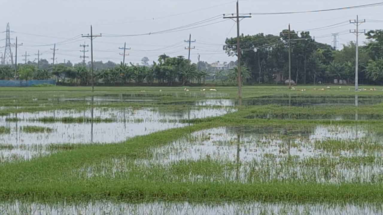 সাতক্ষীরায় মৎস্য ঘের থেকে মাইক্রোবাস চালকের মরদেহ উদ্ধার