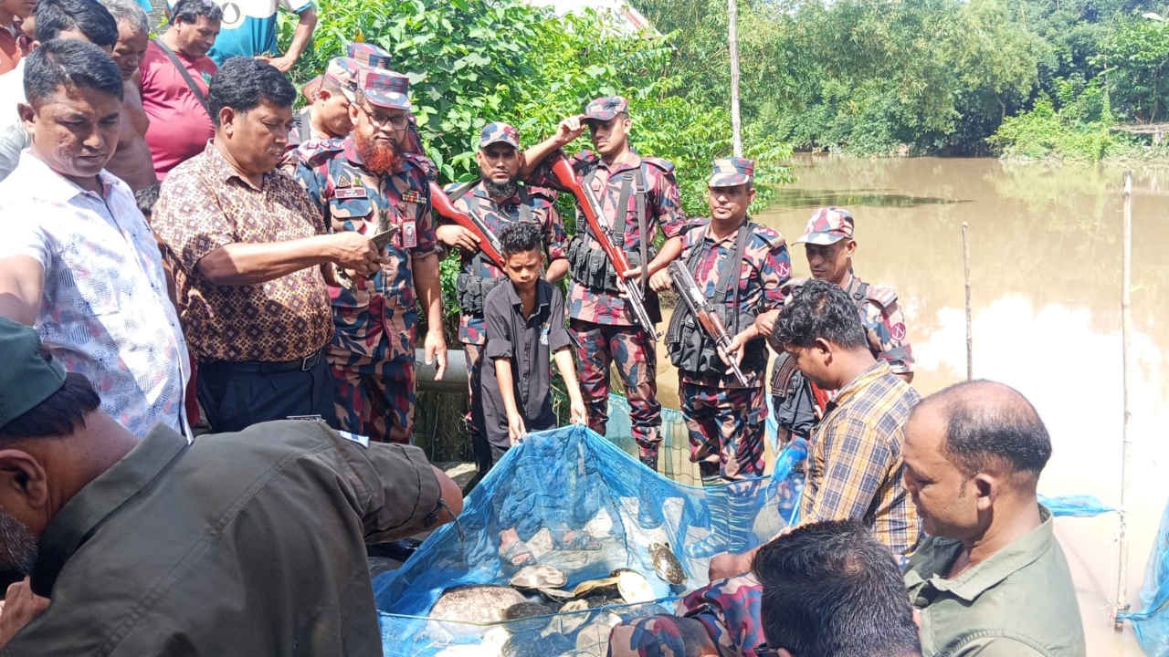 ব্রাহ্মণবাড়িয়া সীমান্তে ৬৫টি কচ্ছপ জব্দ, নদীতে অবমুক্ত করল বিজিবি