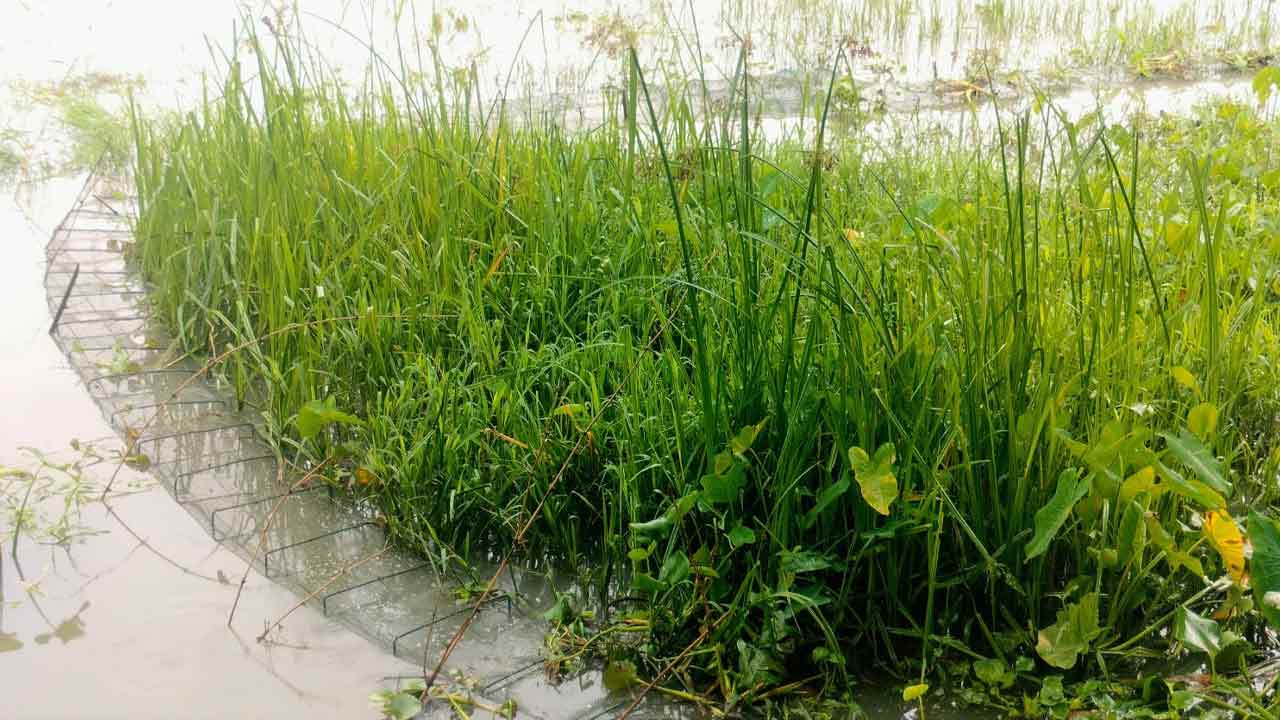 ছবি: দেশ টিভি