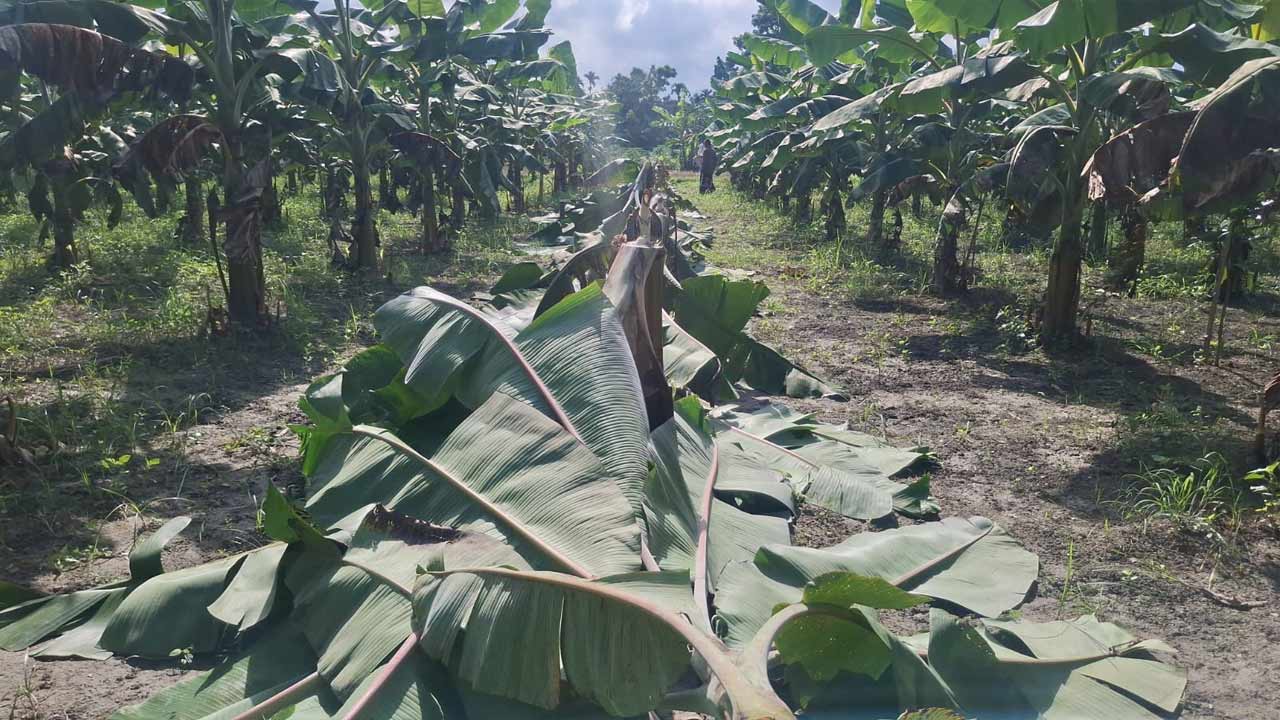দেশ টিভি