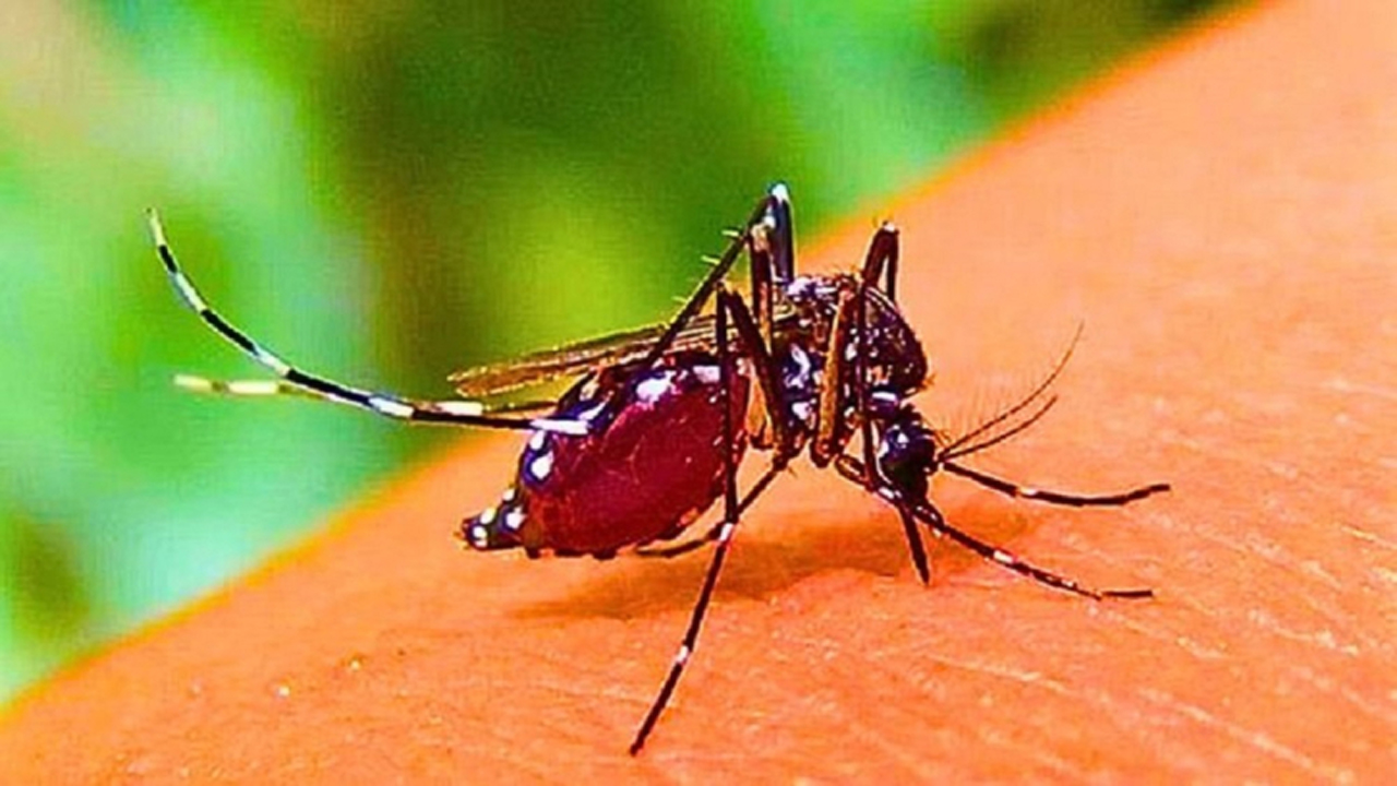সংগৃহীত