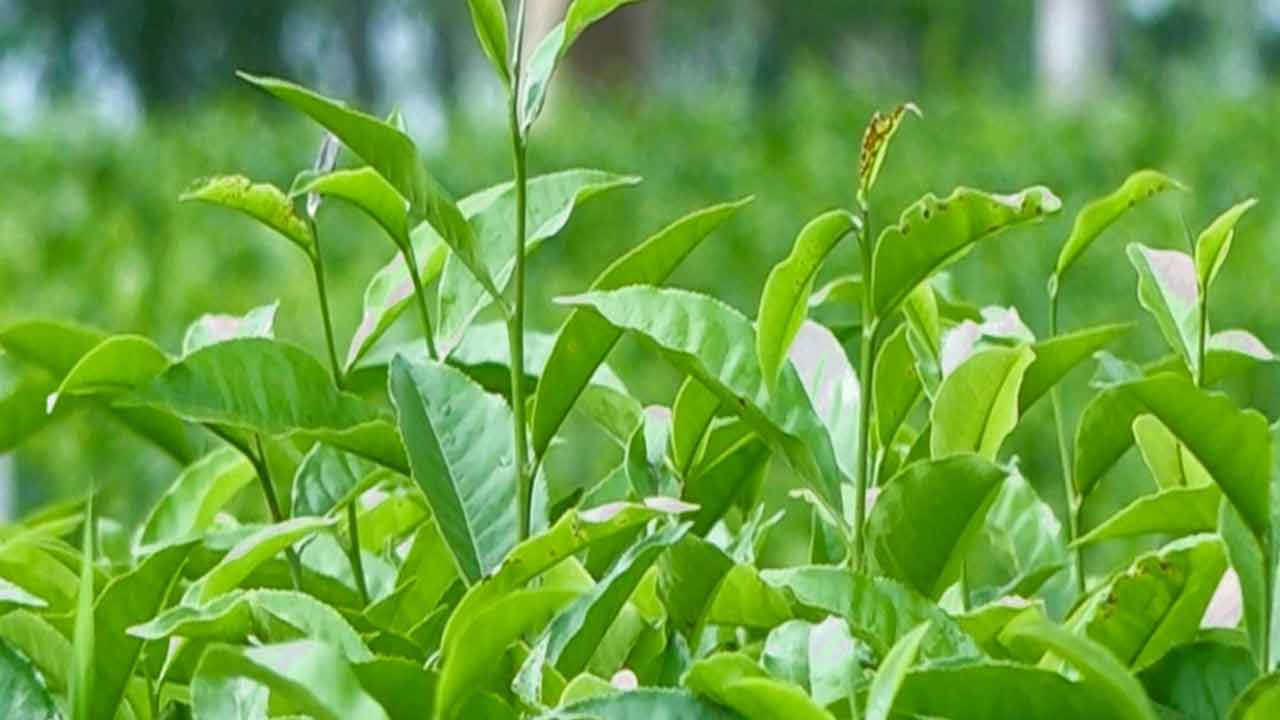 ছবি: দেশ টিভি
