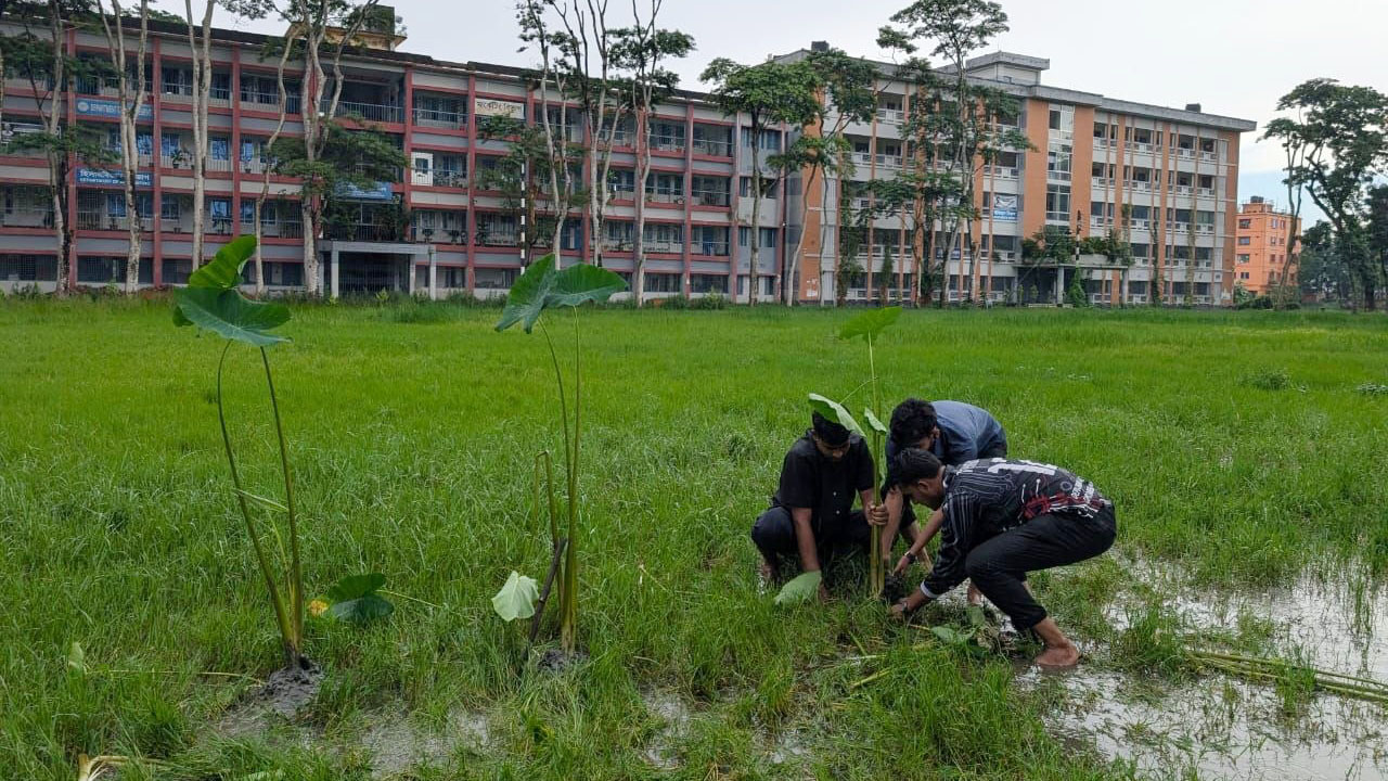 মাঠ সংস্কার না হওয়ায় কচুর চারা লাগিয়ে প্রতিবাদ বিএম কলেজে