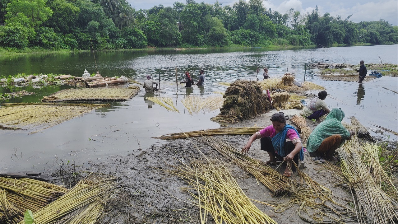 পাটকাঠির আঁশ ছড়াতে ব্যস্ত কৃষক