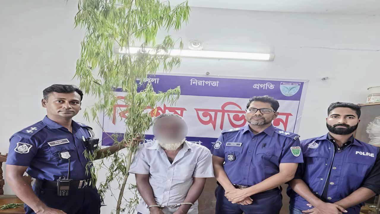 লাখাইয়ে গাঁজাগাছসহ একজন গ্রেপ্তার