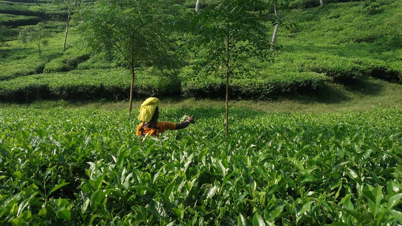চা শিল্পের উন্নয়নে মনিটরিং ও পরামর্শক কমিটি গঠন