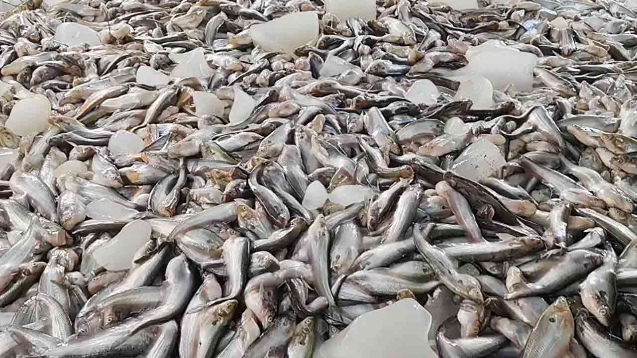 ছবি: দেশ টিভি