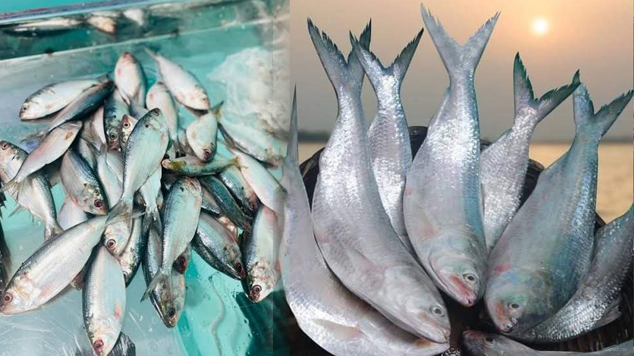 বাজারে সরবরাহ থাকলেও নাগালের বাইরে ইলিশের দাম