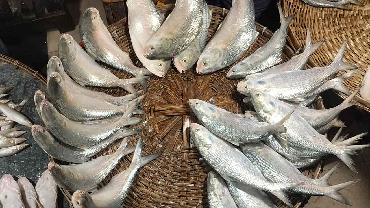 ভোলার বাজারে কমেছে ইলিশের দাম, বেড়েছে সরবরাহ
