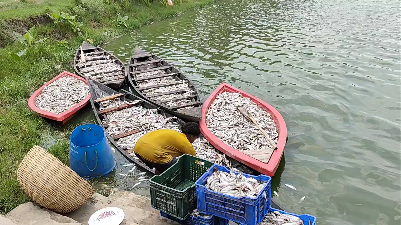 লোডশেডিংয়ে যশোরে মাছ মৃত্যুর দাবির সত্যতা পায়নি তদন্ত কমিটি