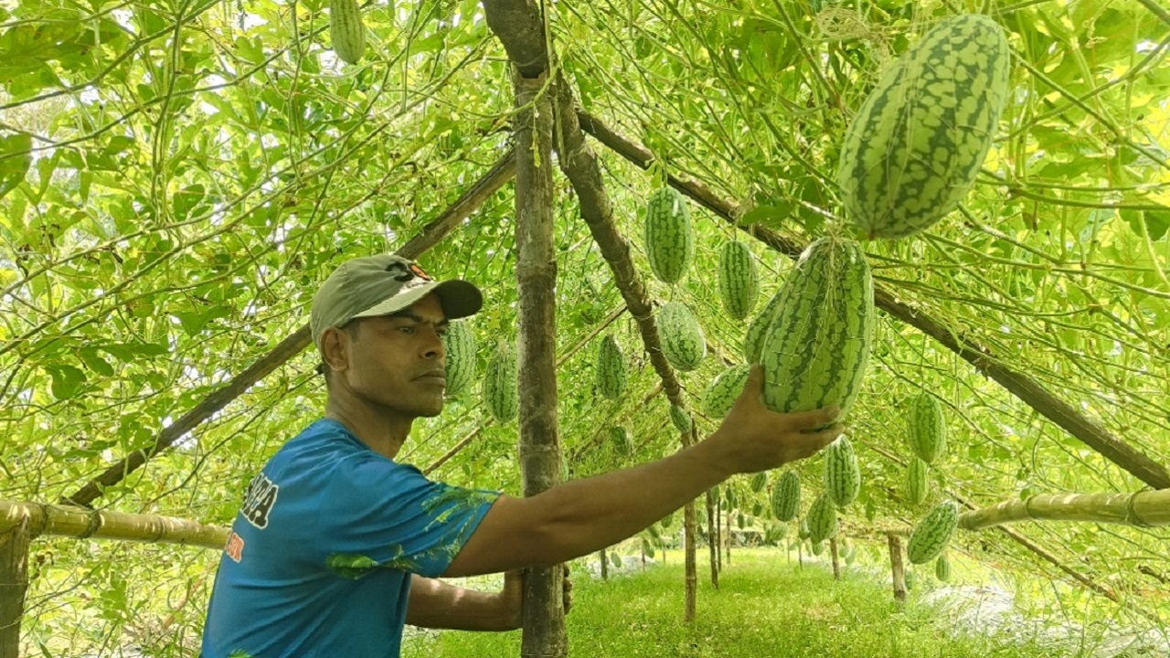 তরমুজ খেতে পরিচর্যায় ব্যস্ত কৃষক হাসিবুর রহমান। ছবি: দেশ টিভি
