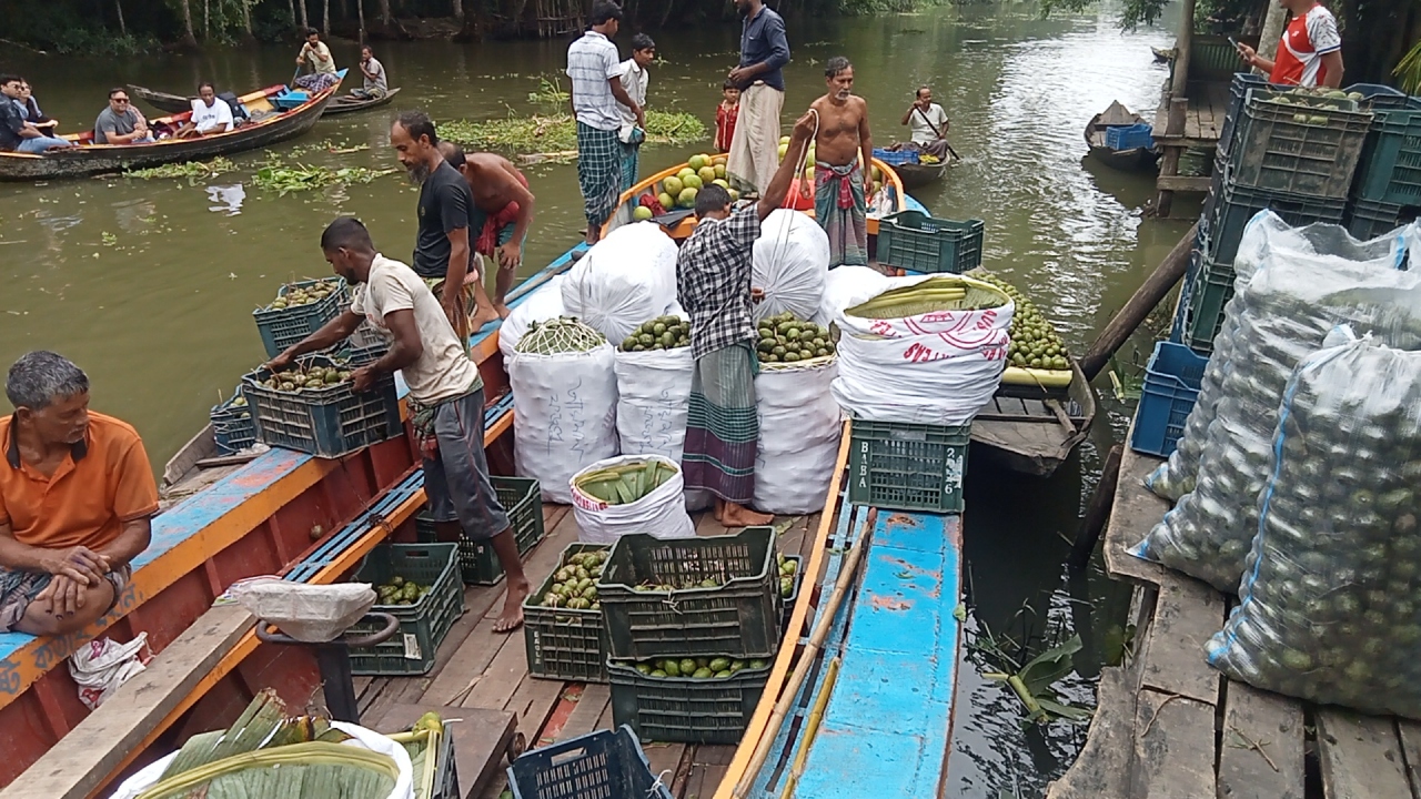 ঝালকাঠিতে ১২ কোটি টাকার আমড়া, ভাসমান হাট ও আড়তে জমজমাট বেচাকেনা
