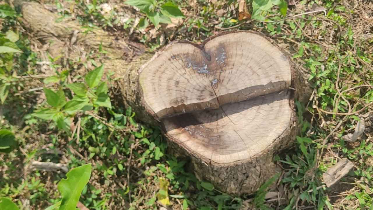 ছবি: দেশ টিভি