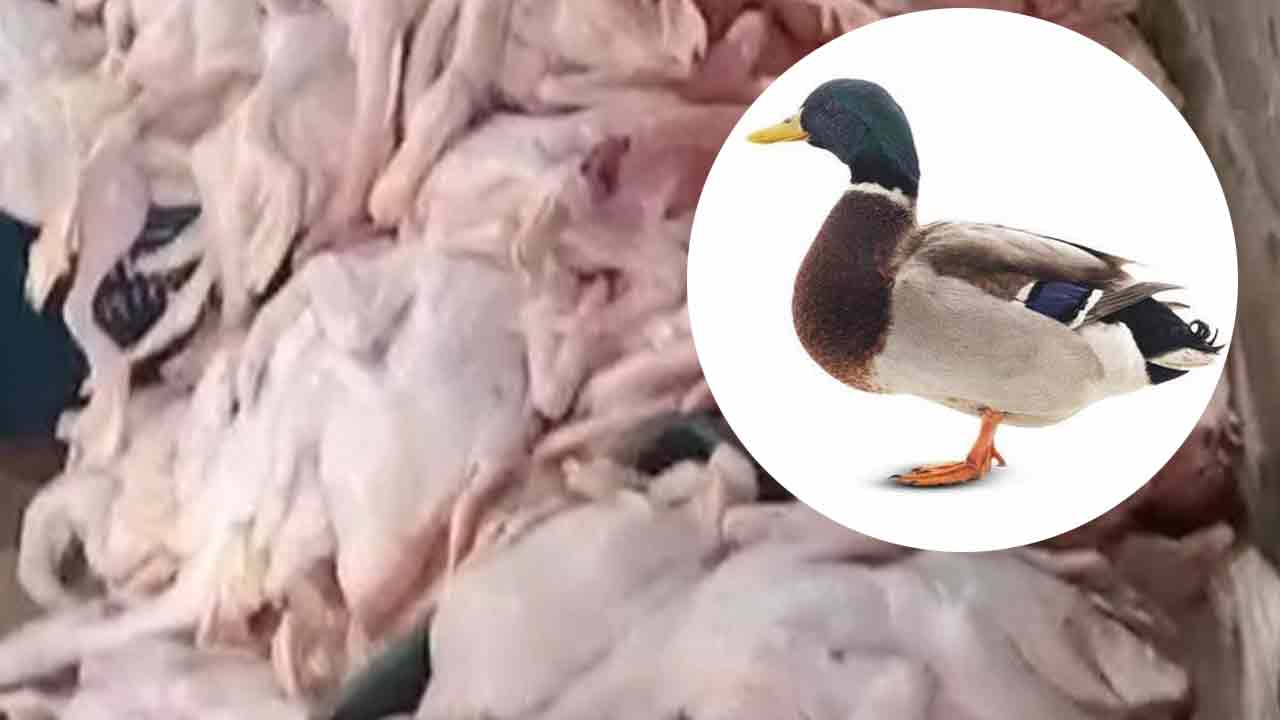 ছবি: দেশ টিভি