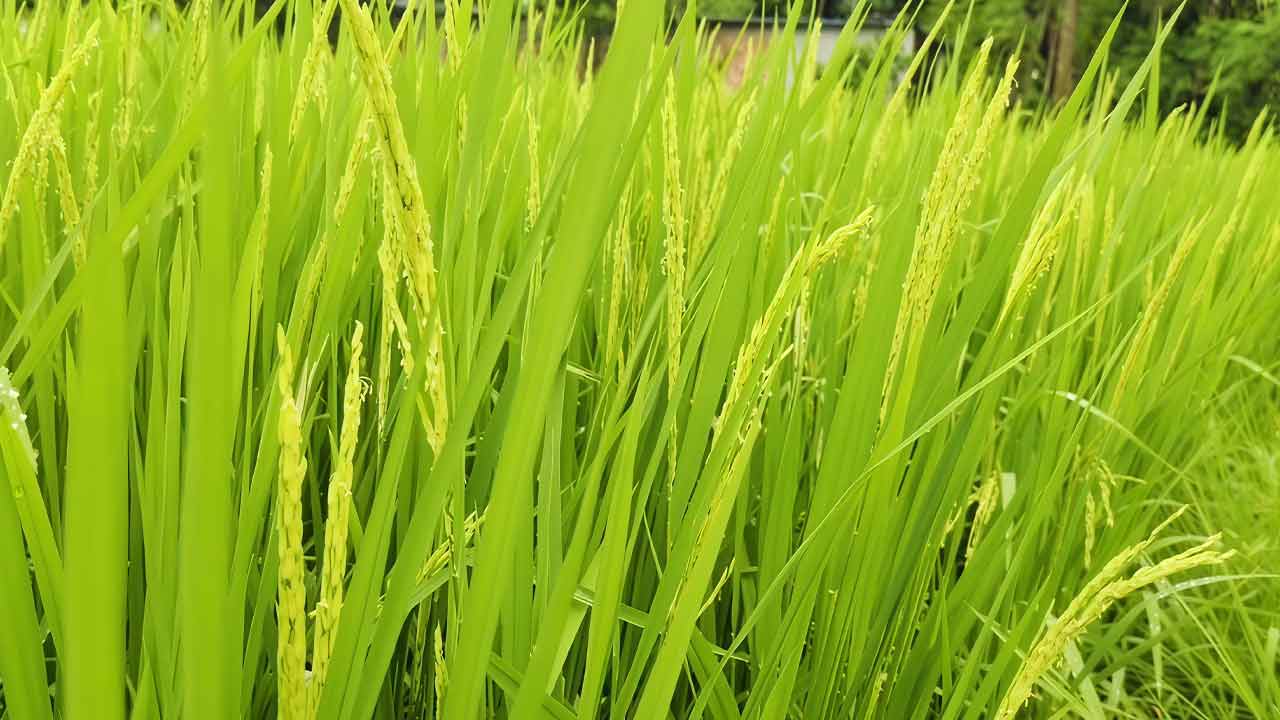 মাগুরার কৃষকের মুখে হাসি&nbsp;