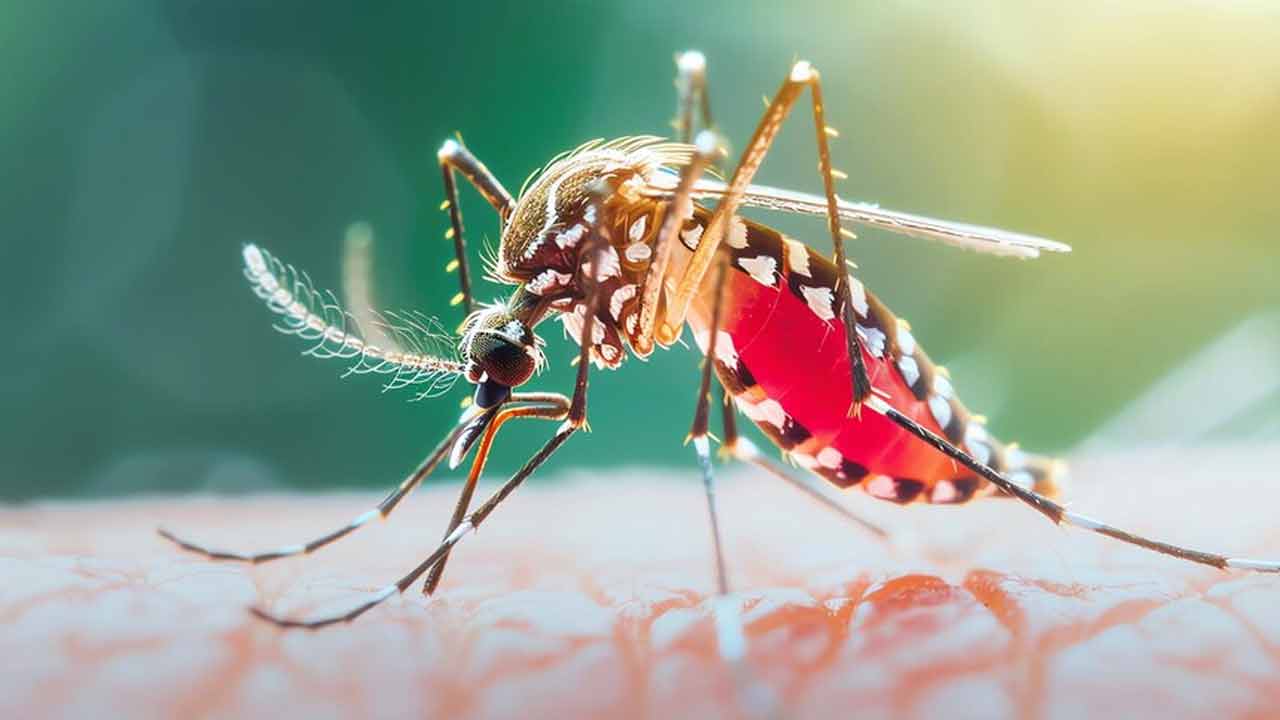 ডেঙ্গুতে একদিনে আরও ২ মৃত্যু, হাসপাতালে ৯৫৫
