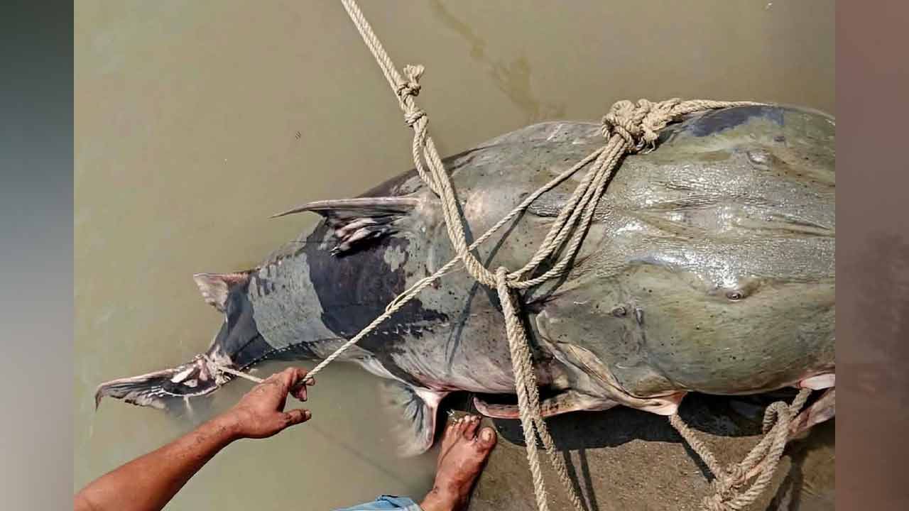 ছবি: দেশ টিভি