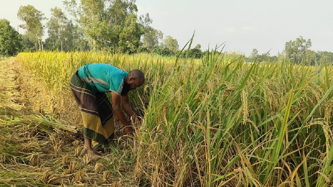 সিরাজগঞ্জে আগাম আমন ধান কাটার উৎসব, ফলনে স্বস্তিতে কৃষক