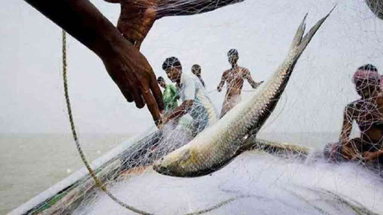 ঝালকাঠিতে মা ইলিশ রক্ষার অভিযানে আটক ৩ জেলে&nbsp;